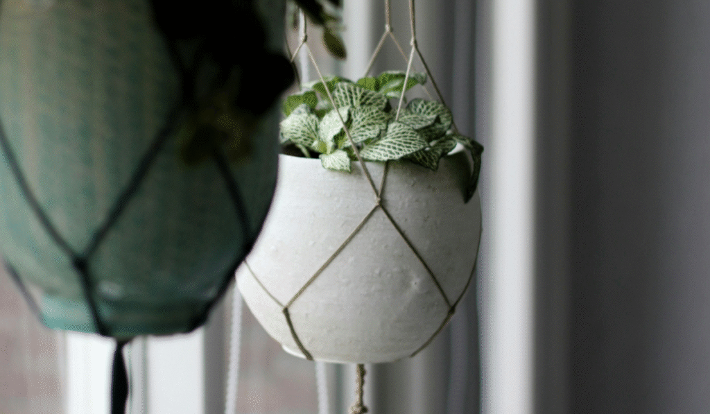 Best Planters Spotlight