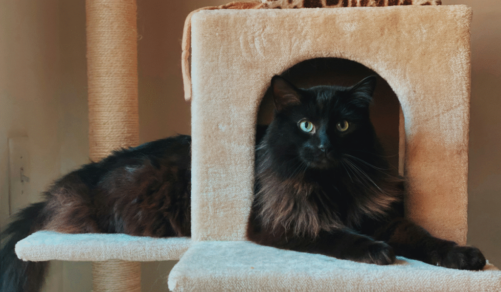 Best Cat Trees Spotlight