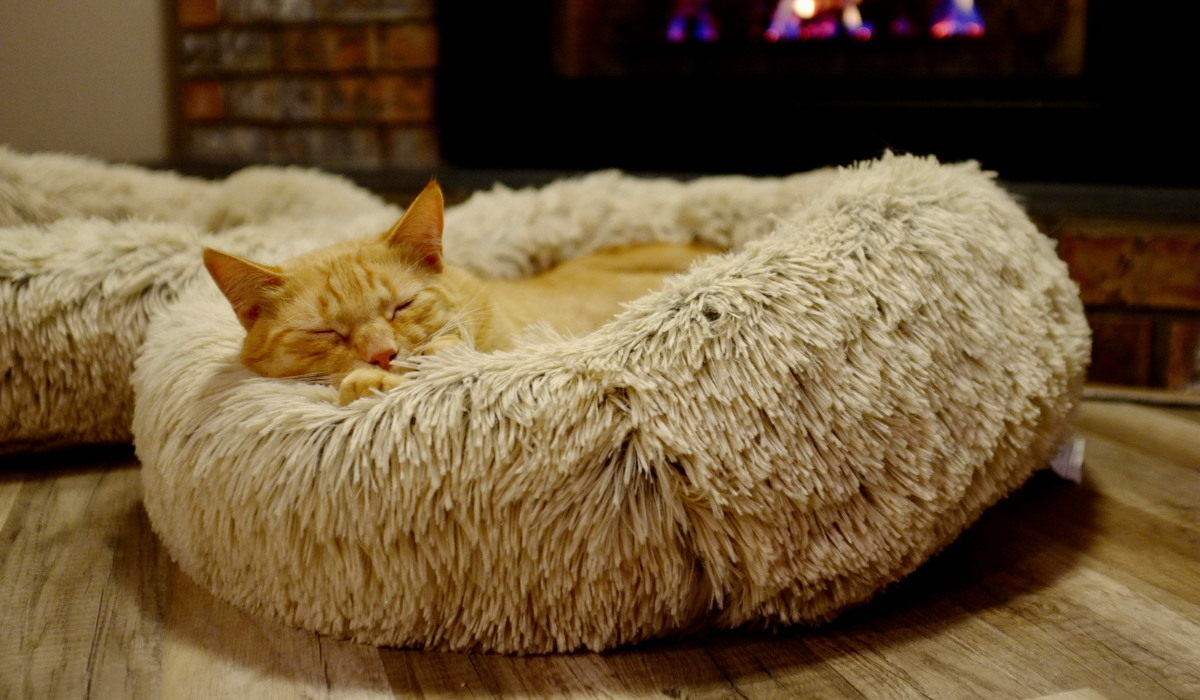 Best Pet Beds Spotlight