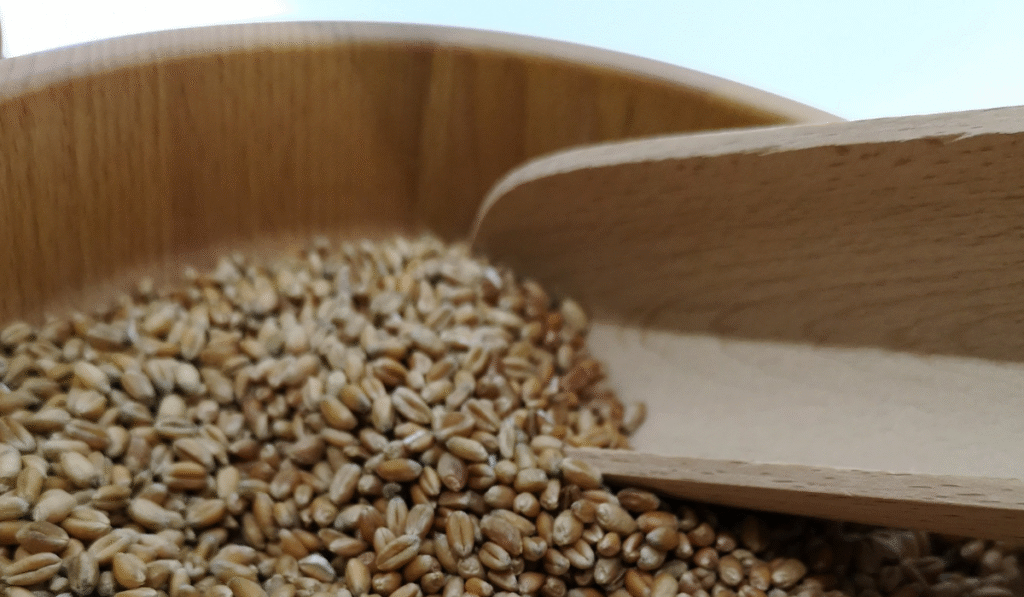 Best Grain Mills Spotlight