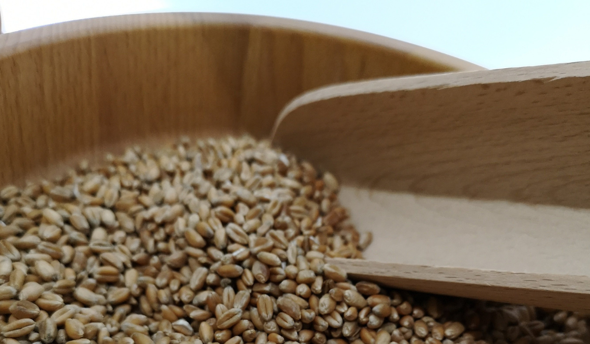 Best Grain Mills Spotlight