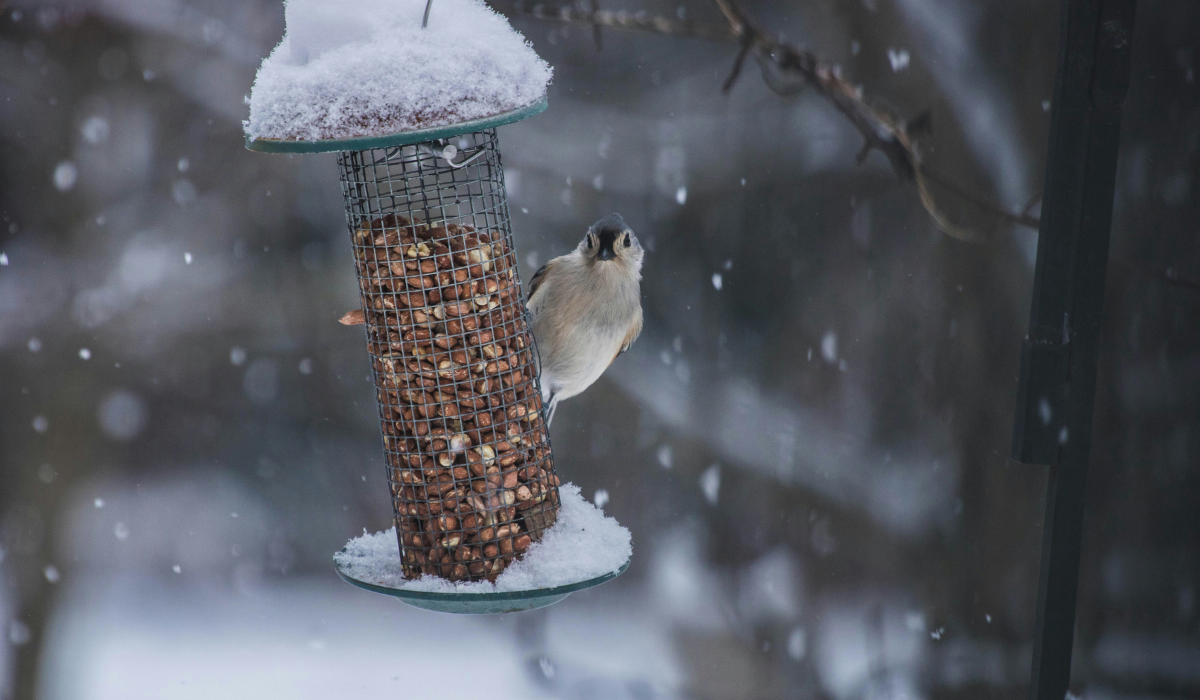 Best Bird Feeders Spotlight