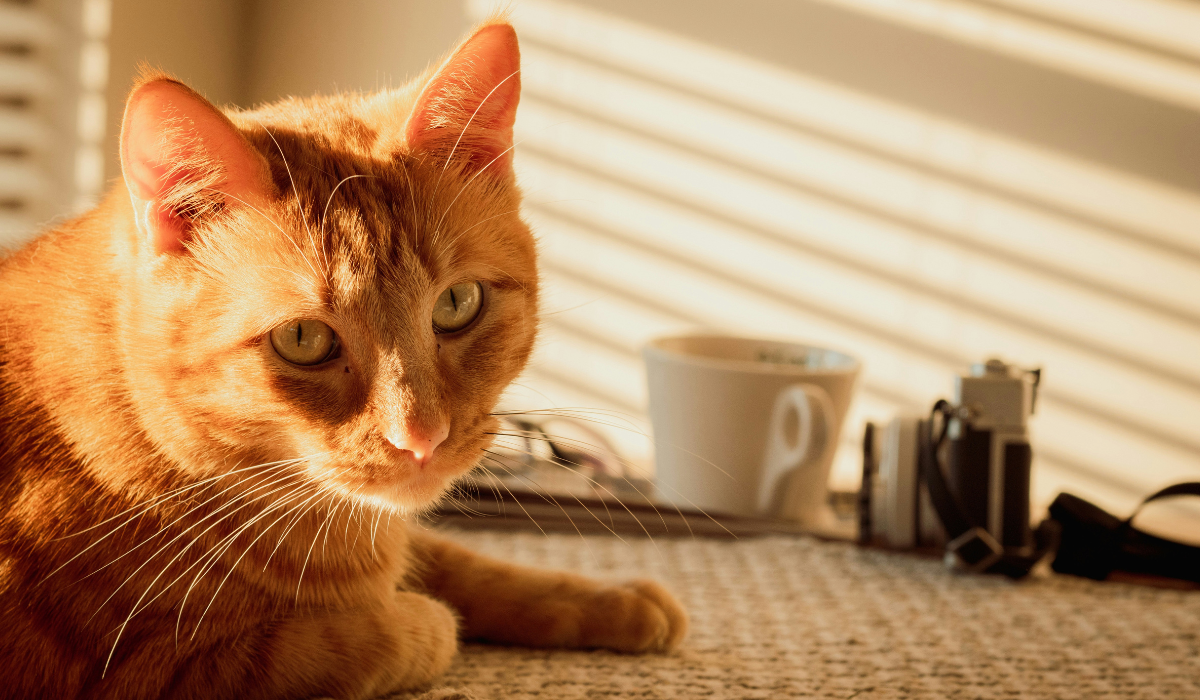 Best Pet Cameras Spotlight