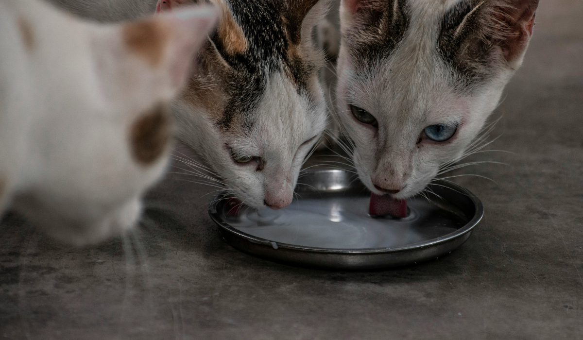 Best Smart Pet Feeders Spotlight